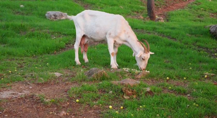 agriturismo montileo