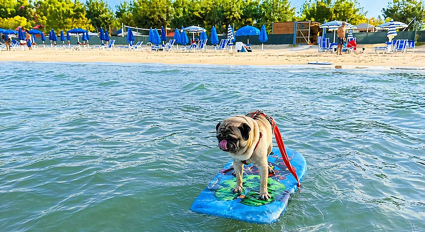 Camping Surabaja-La Playa