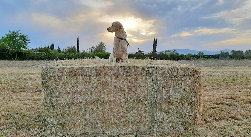 Agriturismo Corte degli Angeli