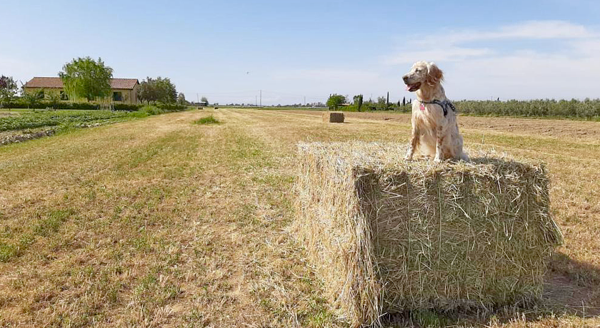 Agriturismo Corte degli Angeli