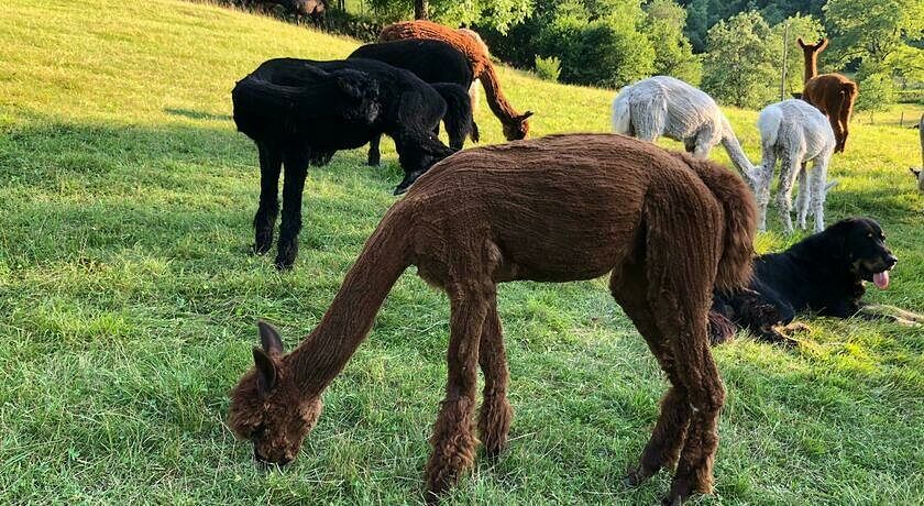 Agriturismo Il Capriolo Felice