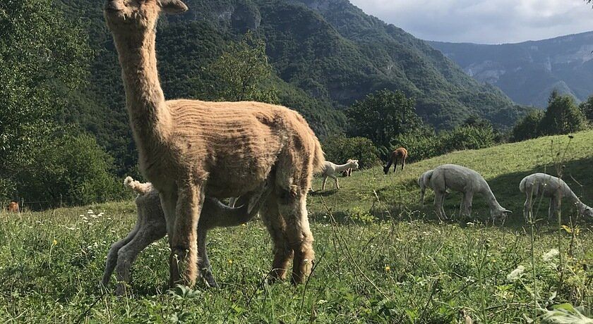 Agriturismo Il Capriolo Felice