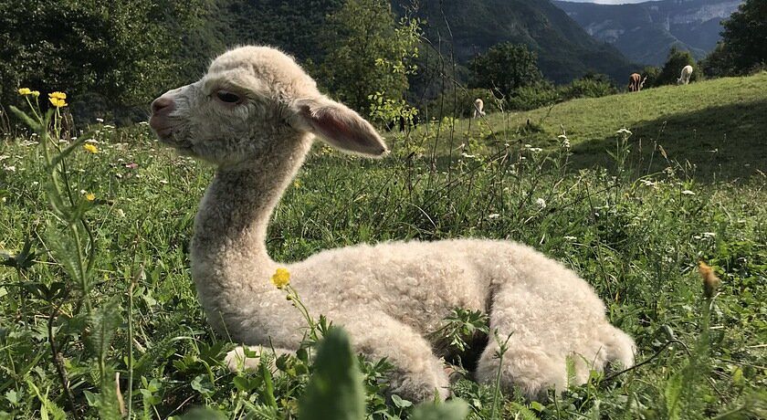 Agriturismo Il Capriolo Felice