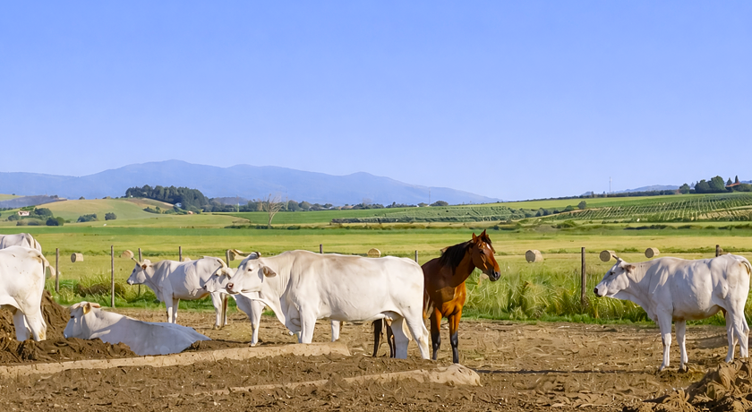 Agriturismo Al Girasole