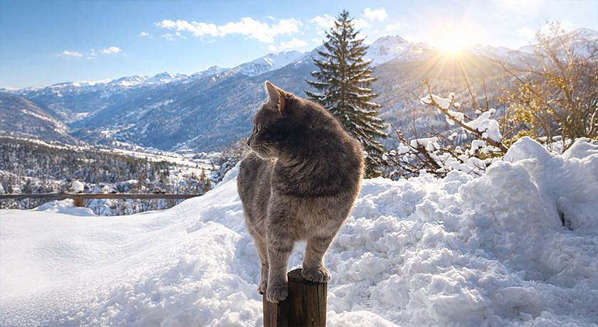 Artemisia Eco-Pet friendly B&B