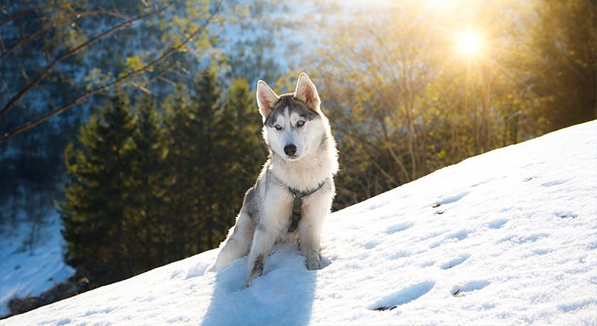 Artemisia Eco-Pet friendly B&B