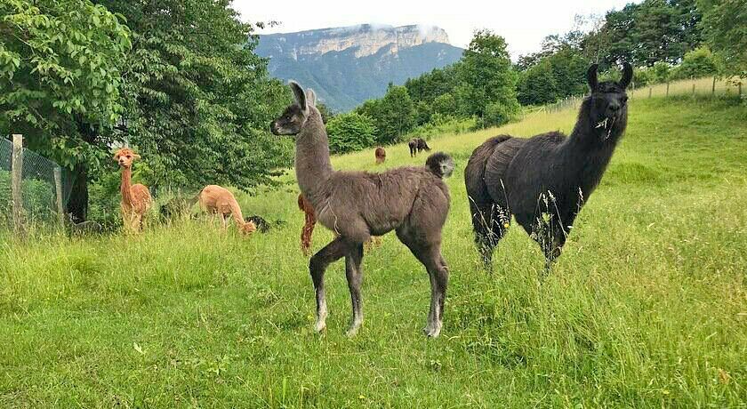 Agriturismo Il Capriolo Felice