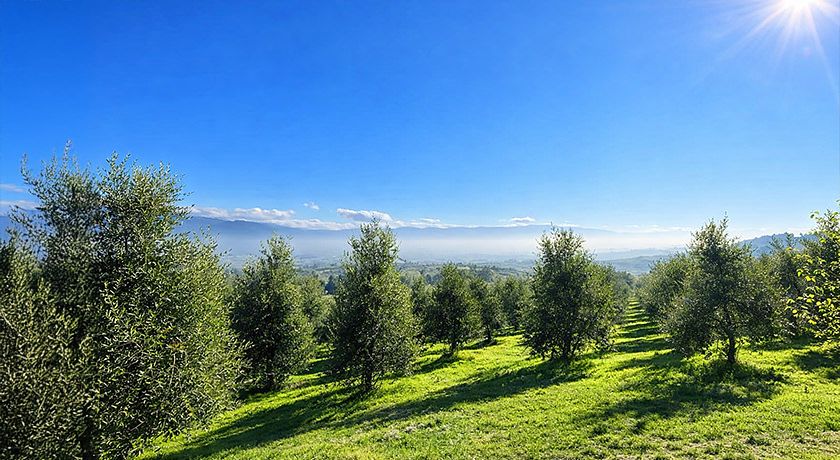  L’Uliveto Magico Agriboutique 