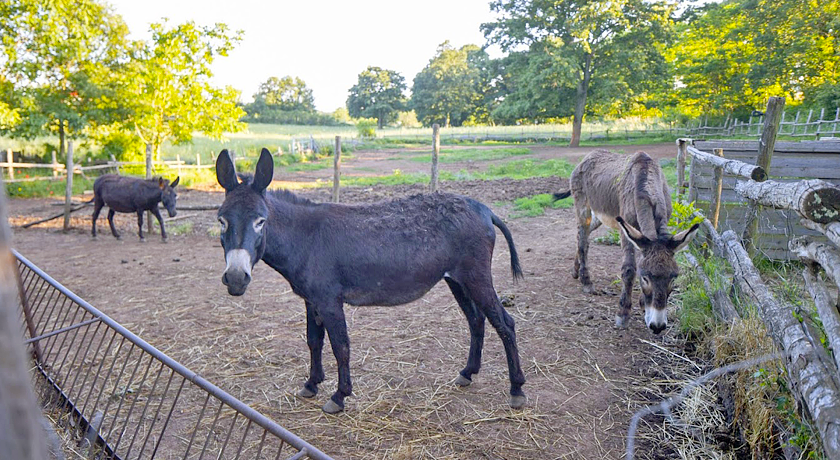 Agriturismo Parco delle Querce 