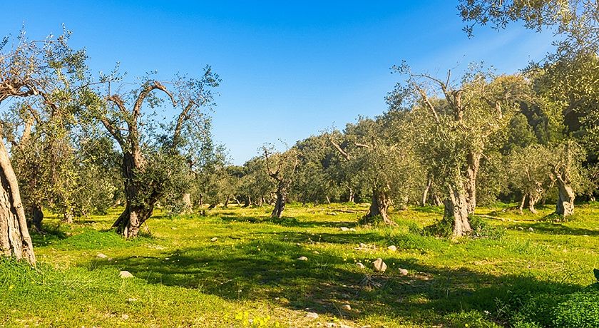Tenuta Terra Rossa 