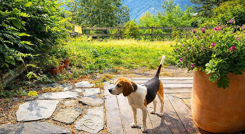 Artemisia Eco-Pet friendly B&B