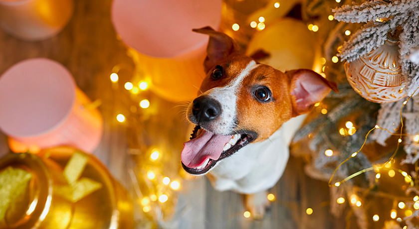 Artemisia Eco-Pet friendly B&B