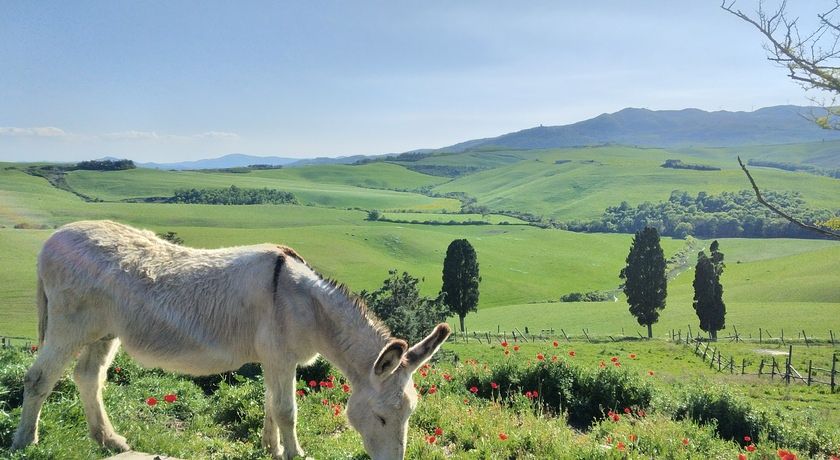 Agriturismo Azienda Agricola Fattoria Lischeto