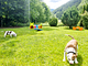 Camping Parco Adamello