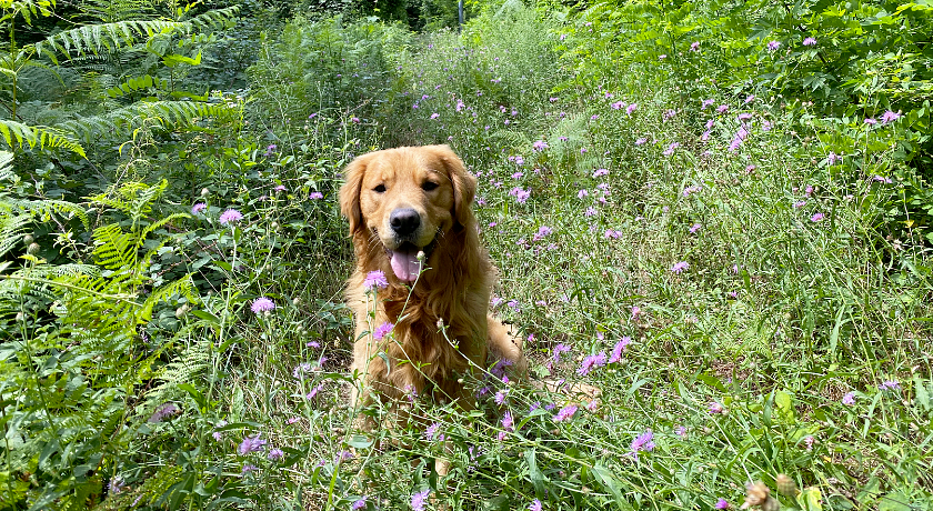 OASI LIGNANA Appartamenti Country Chic, immersi in 40 ettari di tenuta