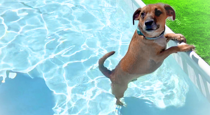 La Chicca di Milu' for Pet Lovers