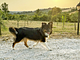 Tenuta San Pierino - Glamping