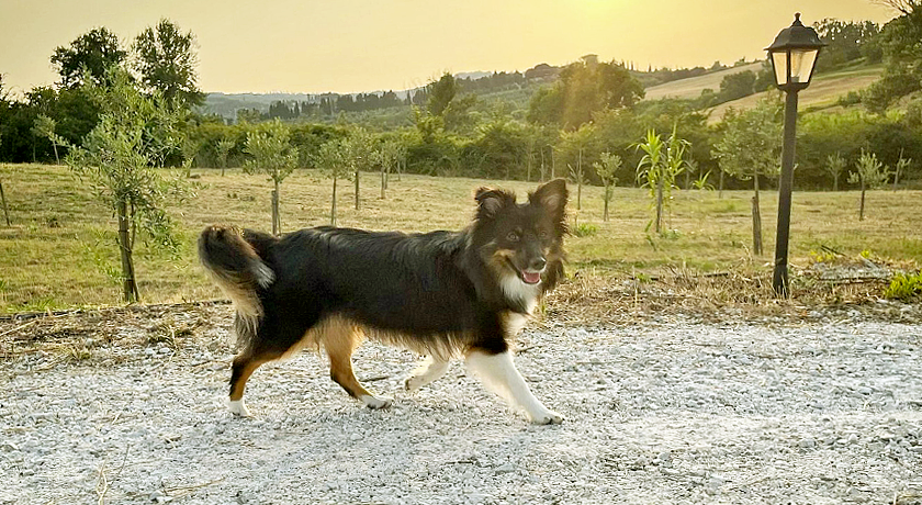 Tenuta San Pierino - Glamping