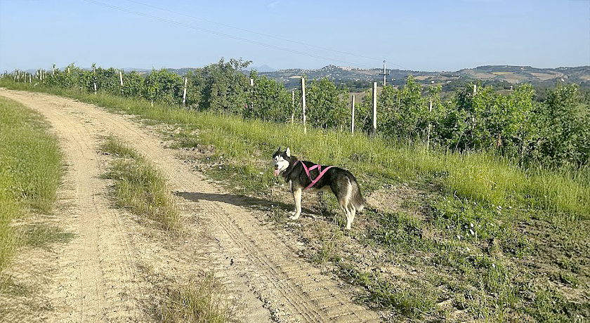 Alla corte di Carolina