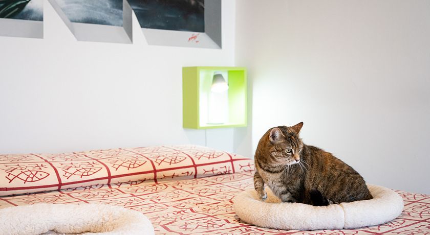 Astonishing Calabria pet friendly apts