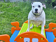 Camping Parco Adamello