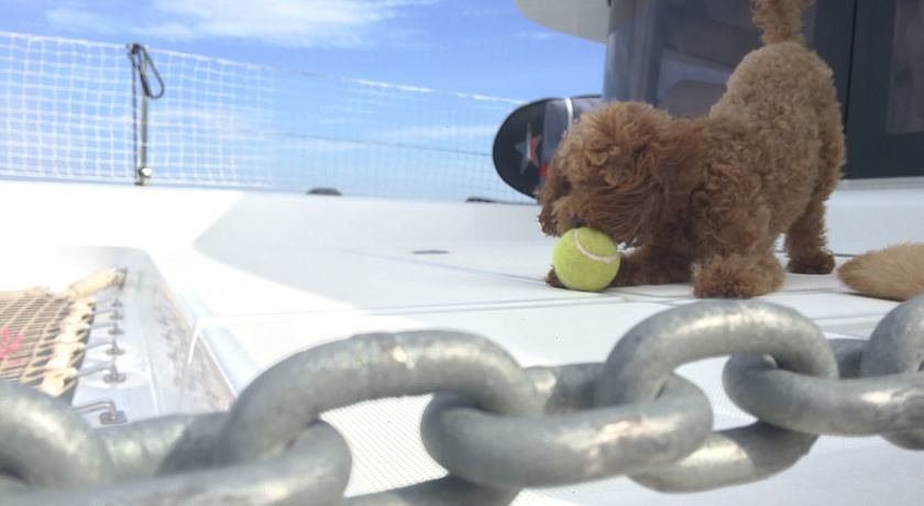 DogOnCruises Crociere in Catamarano