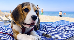 Bau Bau Beach Village