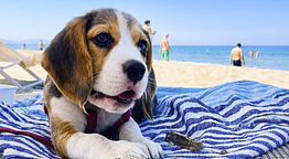 Bau Bau Beach Village