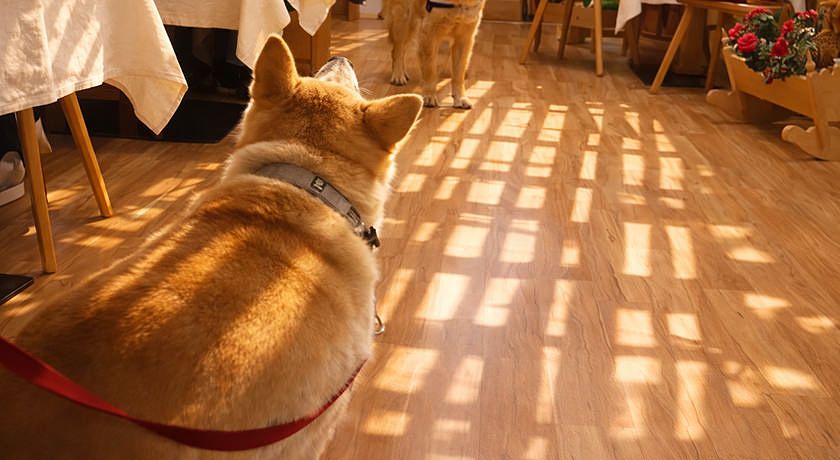 alpine touring hotel