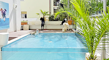 Kristalex Pet Friends Hotel