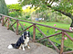 Casa Vacanze a Quattrozampe