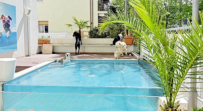 Struttura Kristalex Pet Friends Hotel