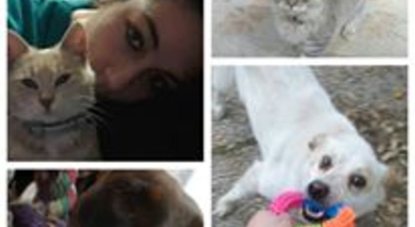 Petsitter, dogsitter, catsitter, pensione casalinga per animali