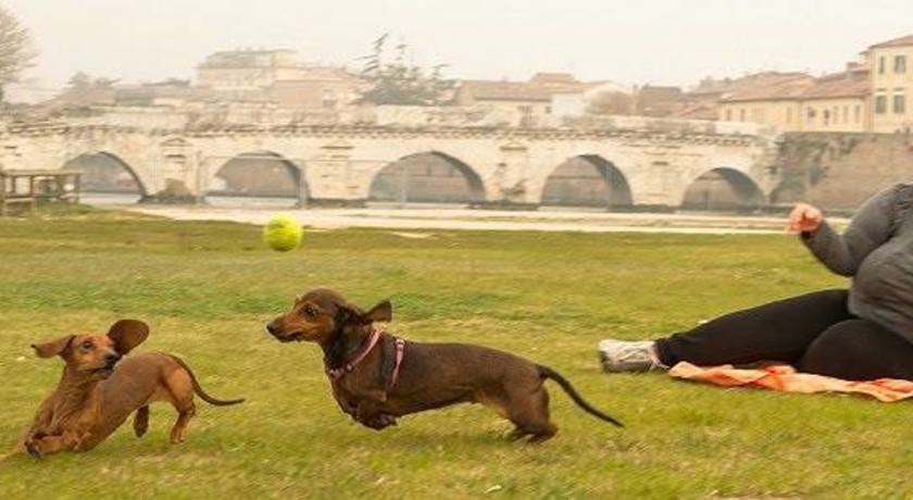 Dog Sitter e Pensione A CASA DELLA ZIA BAU