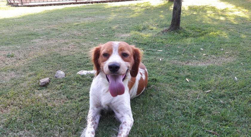 Dog Sitting Firenze Versilia