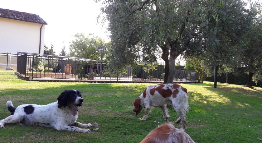 Dog Sitting Firenze Versilia