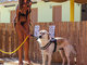 Rimini Dog No Problem - Bagno 81