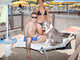 Rimini Dog No Problem - Bagno 81
