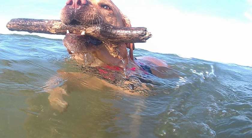 Rimini Dog No Problem - Bagno 81