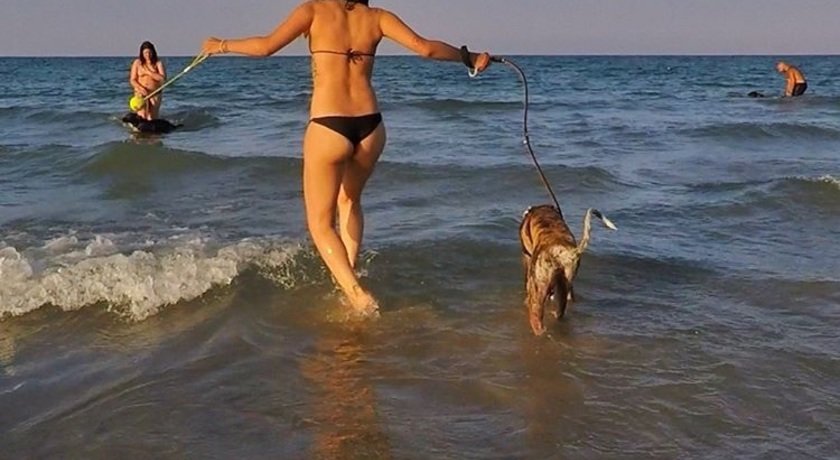 Rimini Dog No Problem - Bagno 81