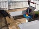 Rimini Dog No Problem - Bagno 81