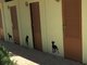 Rimini Dog No Problem - Bagno 81