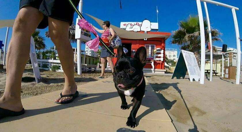Rimini Dog No Problem - Bagno 81