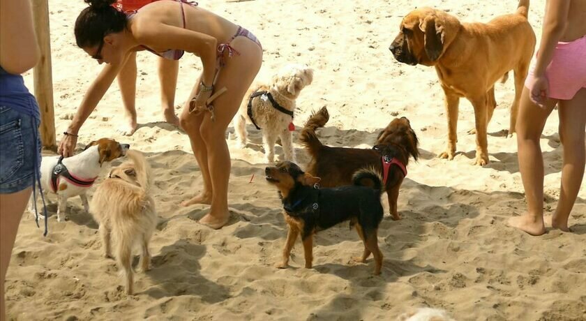 Freebeach by associazione il cane con gli stivali - Dog ...