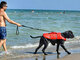 Islamorada Dog Beach