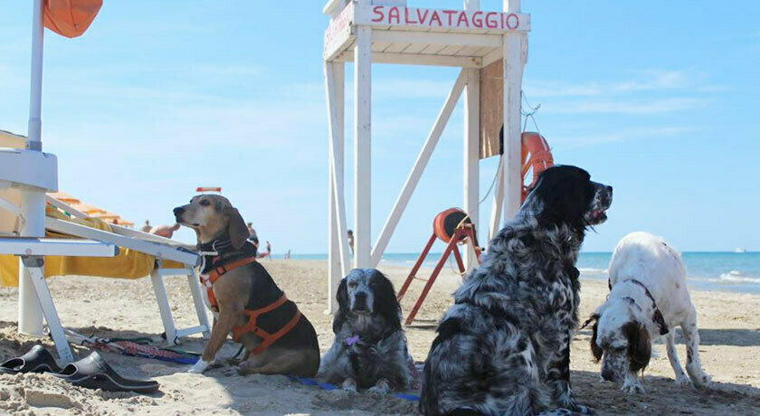 Islamorada Dog Beach