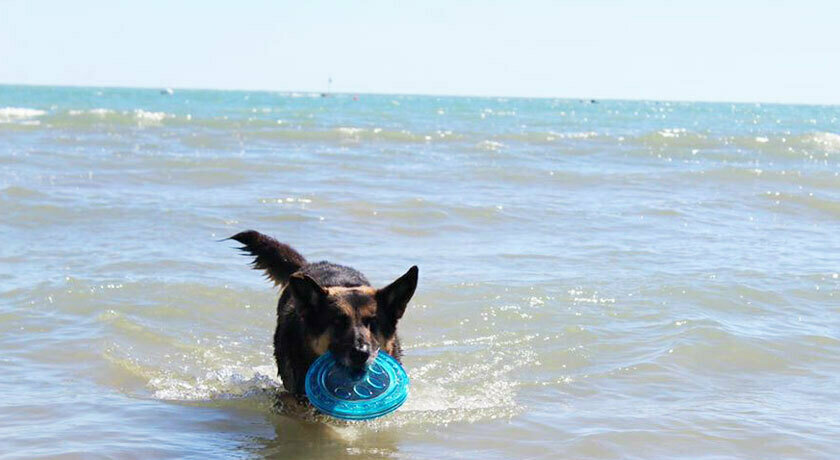 Islamorada Dog Beach