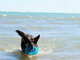 Islamorada Dog Beach
