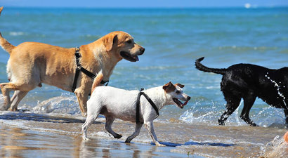 refuse Medical malpractice Snazzy Spiagge libere e Dog Beach cani ammessi in Toscana