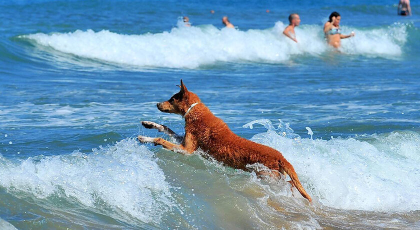 Dog Beach San Vincenzo Dog Beach In Toscana